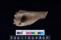 藏品(肱骨)的圖片