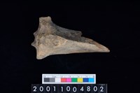 藏品(股骨)的圖片