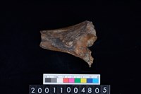 藏品(股骨)的圖片