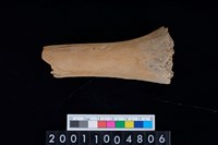 藏品(股骨)的圖片