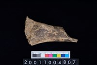 藏品(股骨)的圖片