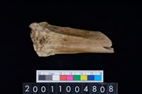 藏品(股骨)的圖片