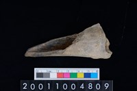 藏品(股骨)的圖片