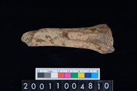 藏品(股骨)的圖片