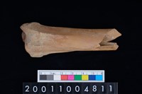 藏品(股骨)的圖片