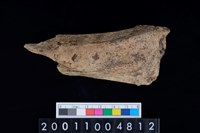 藏品(股骨)的圖片