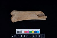 藏品(股骨)的圖片