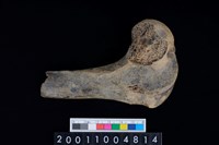 藏品(股骨)的圖片