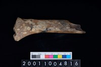 藏品(不明獸骨)的圖片