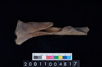 藏品(不明獸骨)的圖片