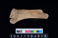 藏品(不明獸骨)的圖片