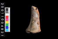 藏品(不明獸骨)的圖片