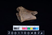 藏品(不明獸骨)的圖片