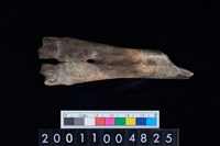 藏品(蹠骨)的圖片