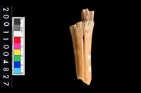 藏品(掌骨)的圖片