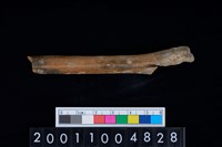 藏品(掌骨)的圖片