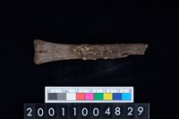 藏品(掌骨)的圖片