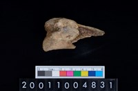 藏品(掌骨)的圖片