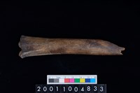 藏品(不明獸骨)的圖片