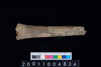 藏品(不明獸骨)的圖片