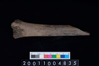 藏品(不明獸骨)的圖片