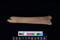 藏品(不明獸骨)的圖片