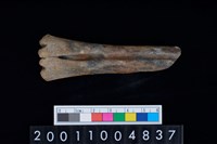 藏品(不明獸骨)的圖片