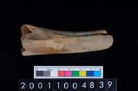 藏品(不明獸骨)的圖片