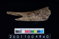 藏品(不明獸骨)的圖片