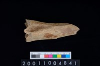 藏品(不明獸骨)的圖片