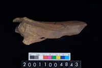 藏品(不明獸骨)的圖片