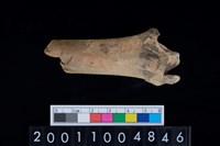 藏品(左脛骨)的圖片