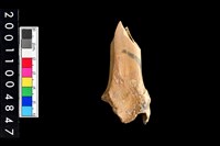 藏品(左脛骨)的圖片