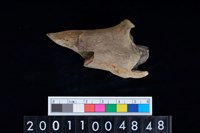 藏品(左脛骨)的圖片