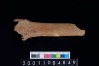 藏品(右脛骨)的圖片