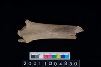 藏品(右脛骨)的圖片