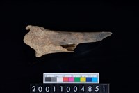 藏品(右脛骨)的圖片