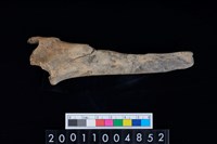 藏品(右脛骨)的圖片