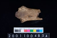 藏品(右脛骨)的圖片