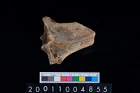 藏品(掌骨)的圖片