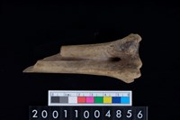 藏品(蹠骨)的圖片