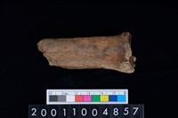 藏品(蹠骨)的圖片