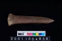 藏品(掌骨)的圖片