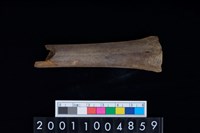 藏品(掌骨)的圖片