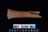 藏品(掌骨)的圖片