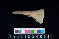 藏品(掌骨)的圖片