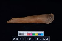 藏品(蹠骨)的圖片