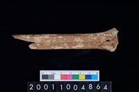 藏品(掌骨)的圖片