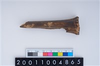 藏品(掌骨)的圖片