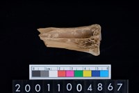 藏品(掌骨)的圖片